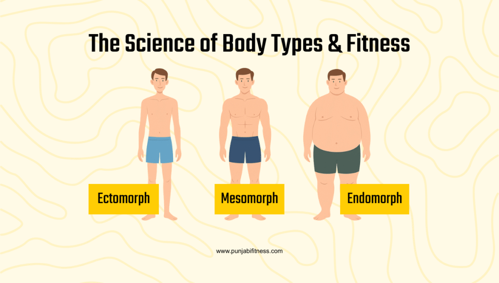 Ectomorph, Mesomorph, Endomorph: The Science of Body Types & Fitness